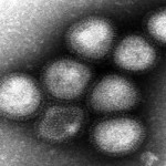 EN_GIP_GraphicH7N9virus EN_GIP_GraphicH7N9virus