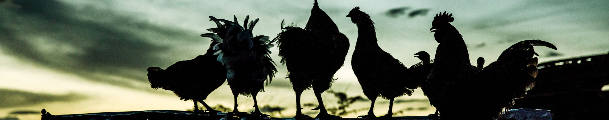 Sub-Saharan Africa HPAI